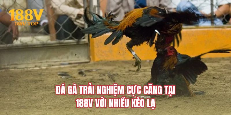 Đá gà trải nghiệm cực căng tại 188V với nhiều kèo lạ
