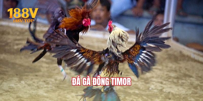 da-ga-dong-timor